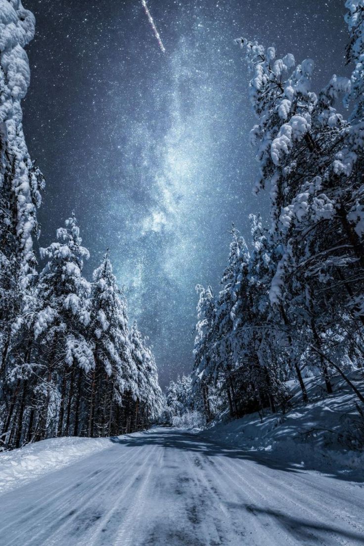 736x1104  Ночной зимний лес | Winter scenery, Winter landscape, Scenery