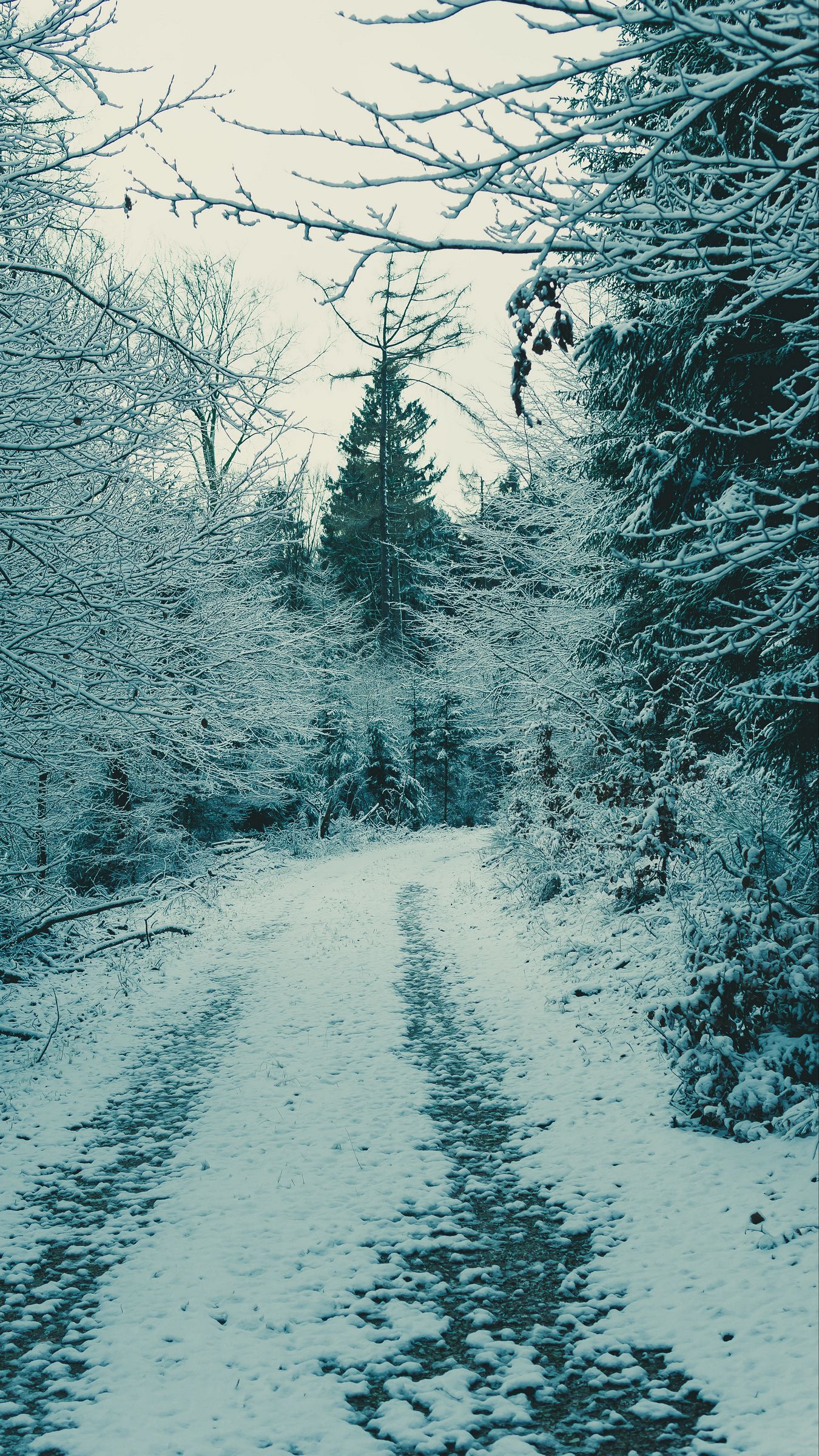 1350x2400  Скачать 1350x2400 лес, зимний лес, снег, ветки обои, картинки iphone  8+/7+/6s+/6+ for parallax