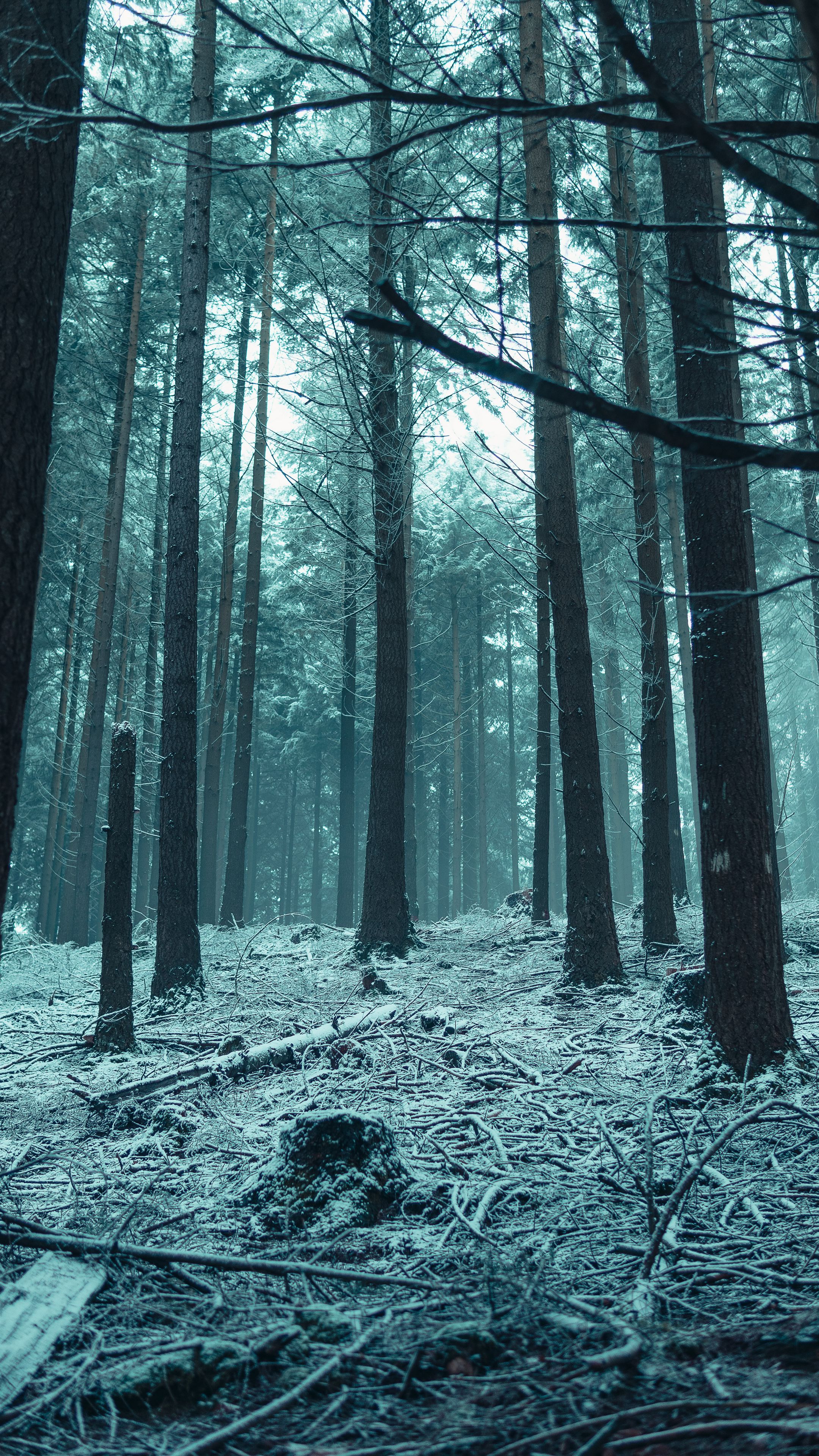 2160x3840  Скачать 2160x3840 лес, деревья, снег, зимний лес, ветки обои, картинки  samsung galaxy s4, s5, note, sony xperia z, z1, z2, z3, htc one, lenovo vibe