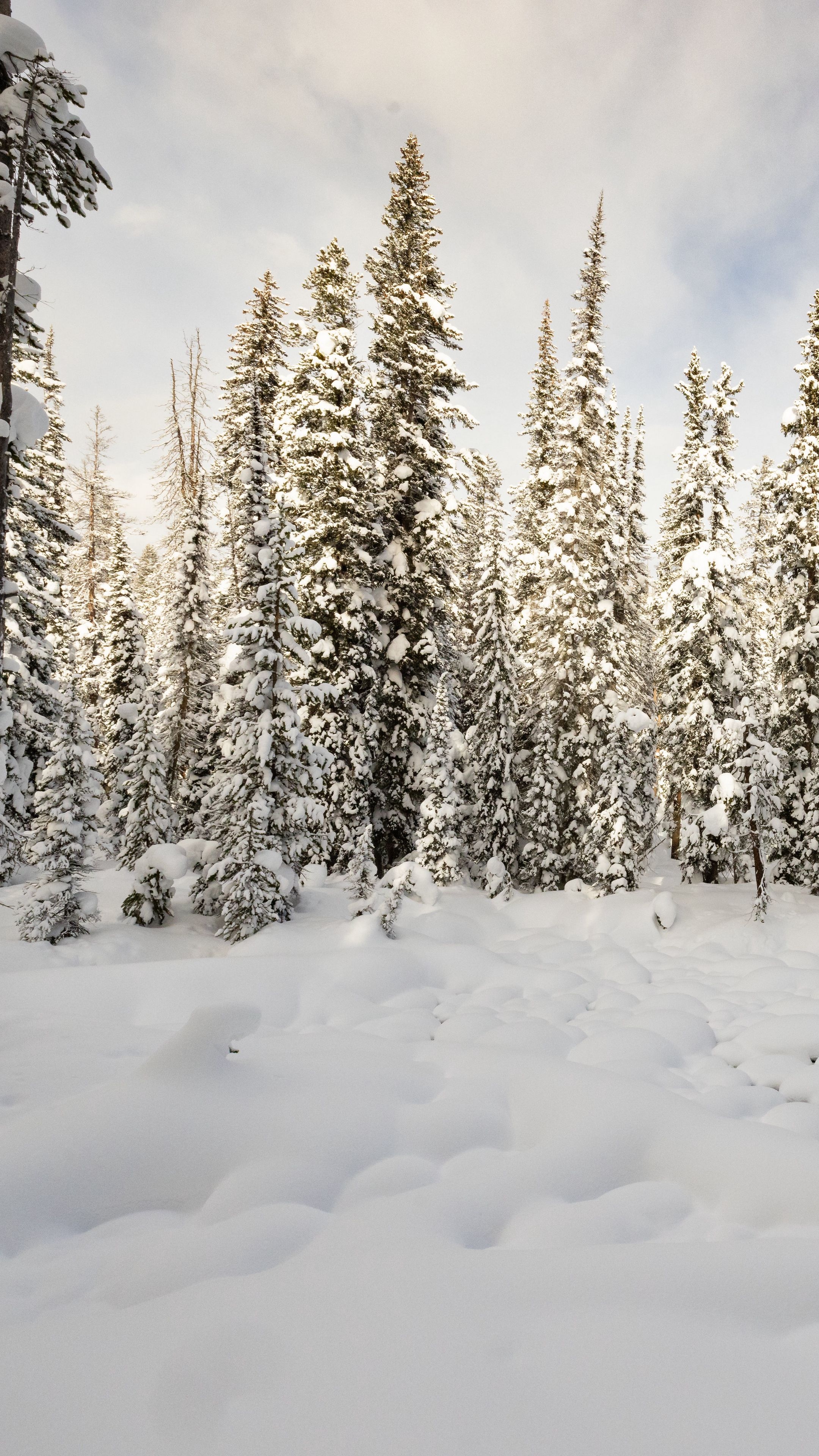 2160x3840  Обои на телефон лес зима - 62 фото