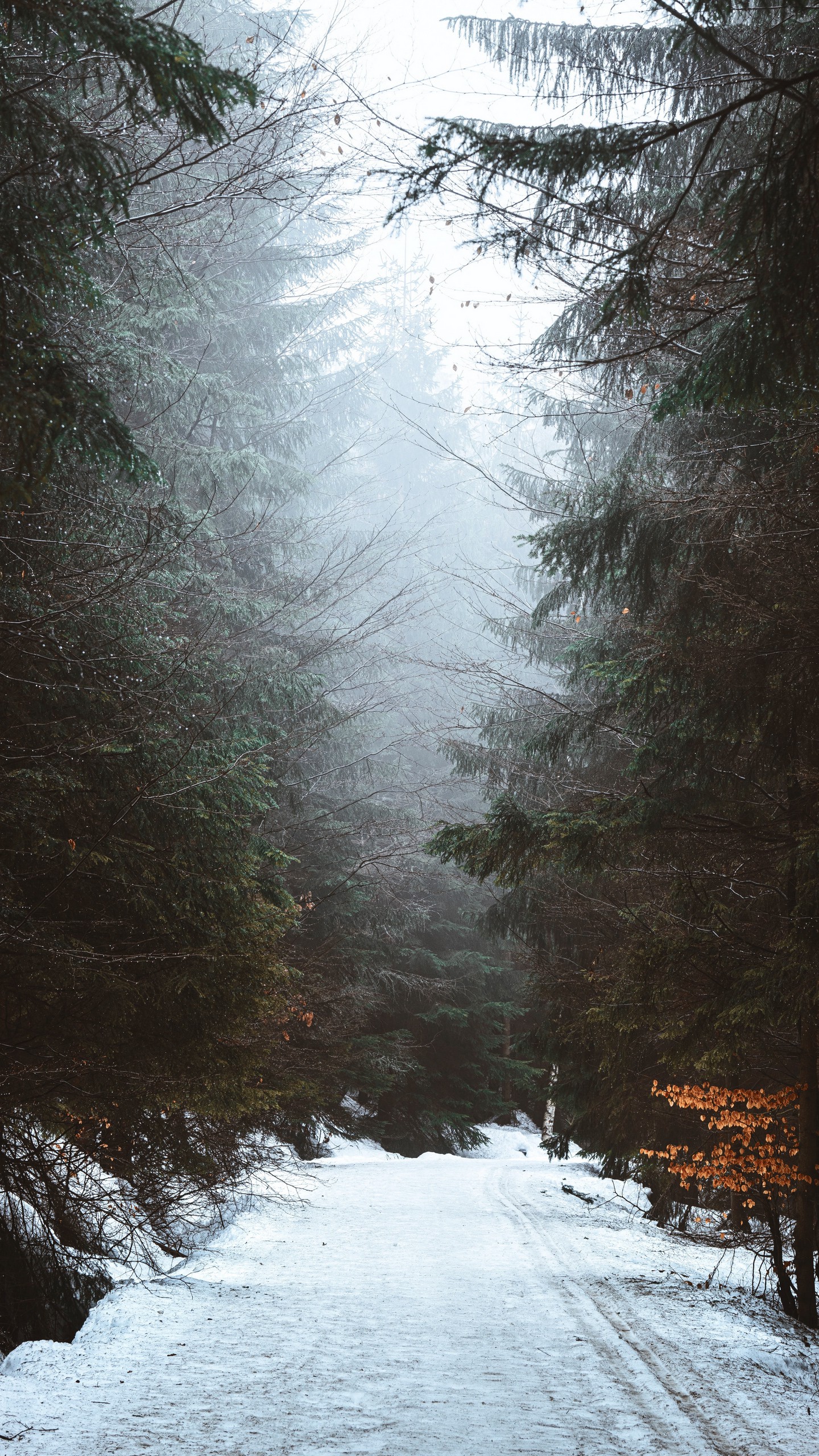 1440x2560  Обои на телефон лес, дорога, снег, зима, туман - скачать бесплатно в  высоком качестве из категории \"Природа\"