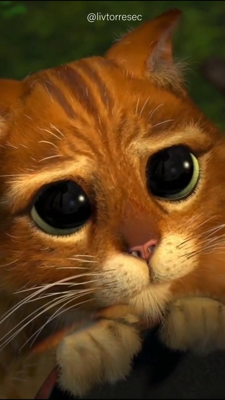 720x1280  Котята Живые обои от villanuevapaul [11+ обоев]