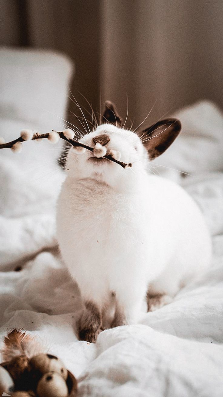 736x1308  Обои для телефона в HD качестве | Детеныши животных, Милые котики,  Фотографии животных