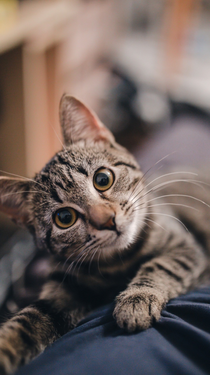 720x1280  Котенок обои для телефона, HD заставки и картинки на экран блокировки  720x1280 | Akspic