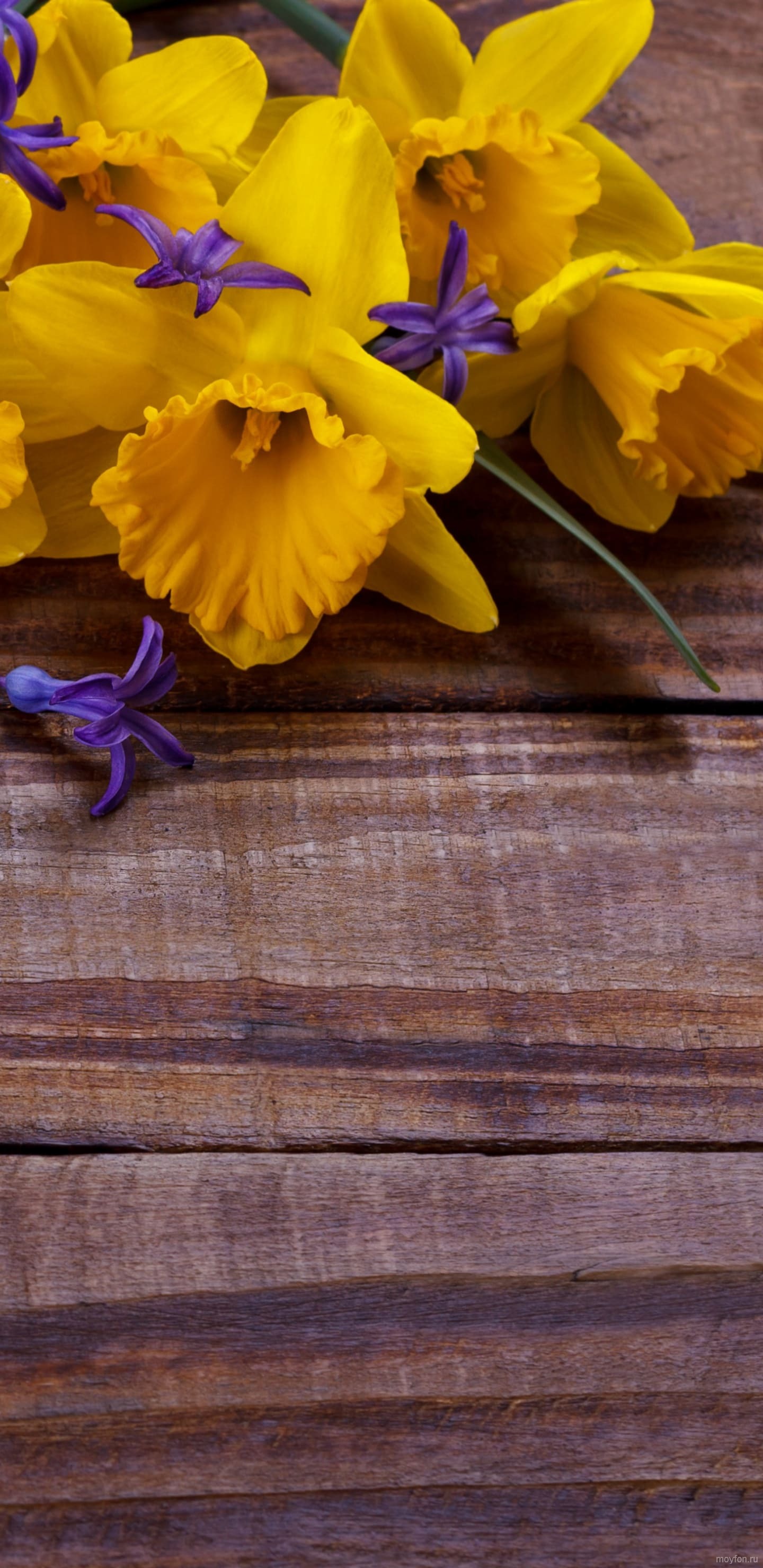 1440x2960  Обои на телефон для женщин красивые цветы. | Цветы заставки на телефон. |  Постила