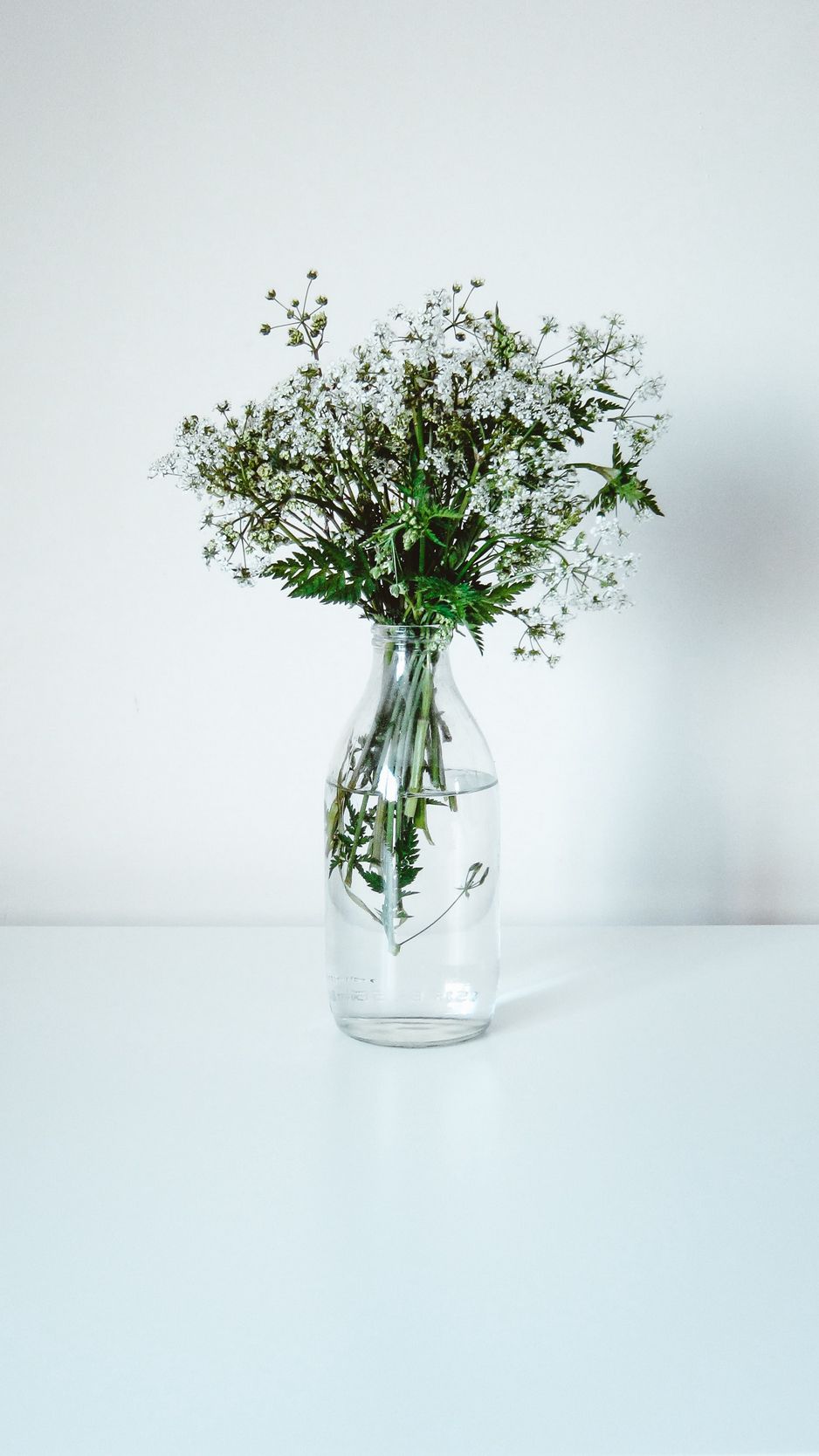 938x1668  Скачать 938x1668 полевые цветы, цветы, букет, минимализм, белый обои,  картинки iphone 8/7/6s/6 for parallax