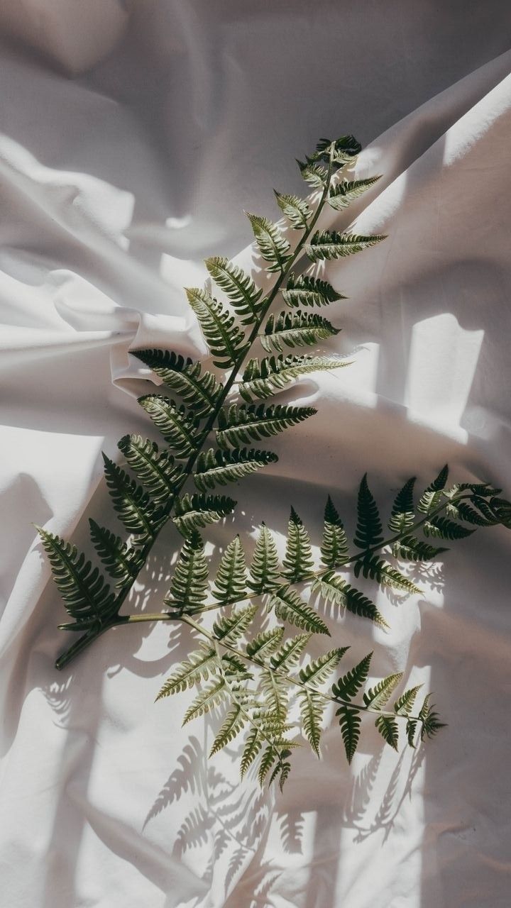 720x1280  фоны#фон#обои#эстетика#вино#стикеры#бокалы#декор#рамки#минимализм #любовь#небо#цветы#небо#эстетика#бриз#волны#брызги#н… | Зеленые обои,  Пальмовый принт, Абстрактное