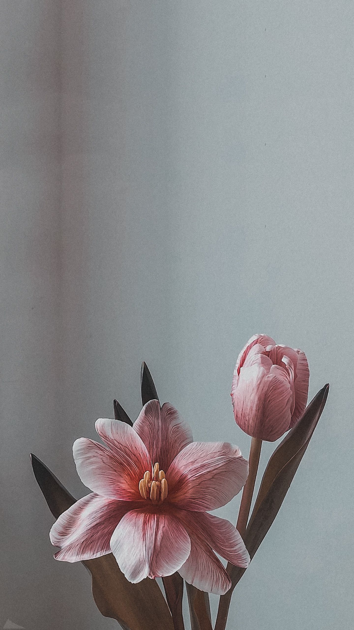 1440x2560  ɴᴀᴛᴀ ᴛᴏʟᴍᴀᴄʜᴇᴠᴀ (@tolmacheva_nata) • Instagram photos and videos | Flower  aesthetic, Flower phone wallpaper, Vintage flowers wallpaper