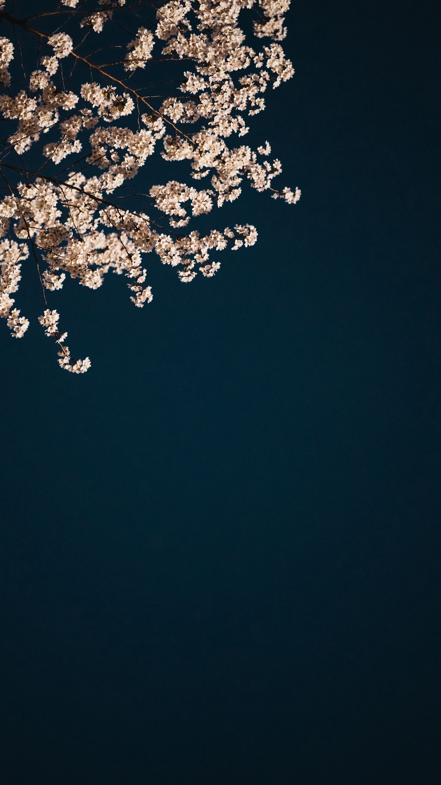 1440x2560  Скачать 1440x2560 сакура, ветки, цветы, минимализм, эстетика обои, картинки  qhd samsung galaxy s6, s7, edge, note, lg g4