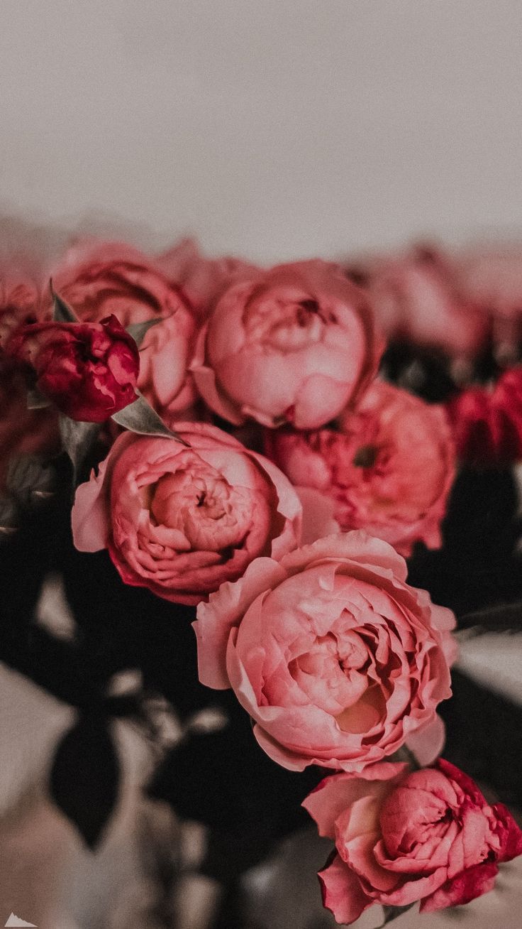 736x1308  фоны#фон#обои#эстетика#вино#стикеры#бокалы#декор#рамки#минимализм #любовь#небо#цветы#небо#эстетика#бри… | Flower phone wallpaper, Flower  aesthetic, Beautiful flowers
