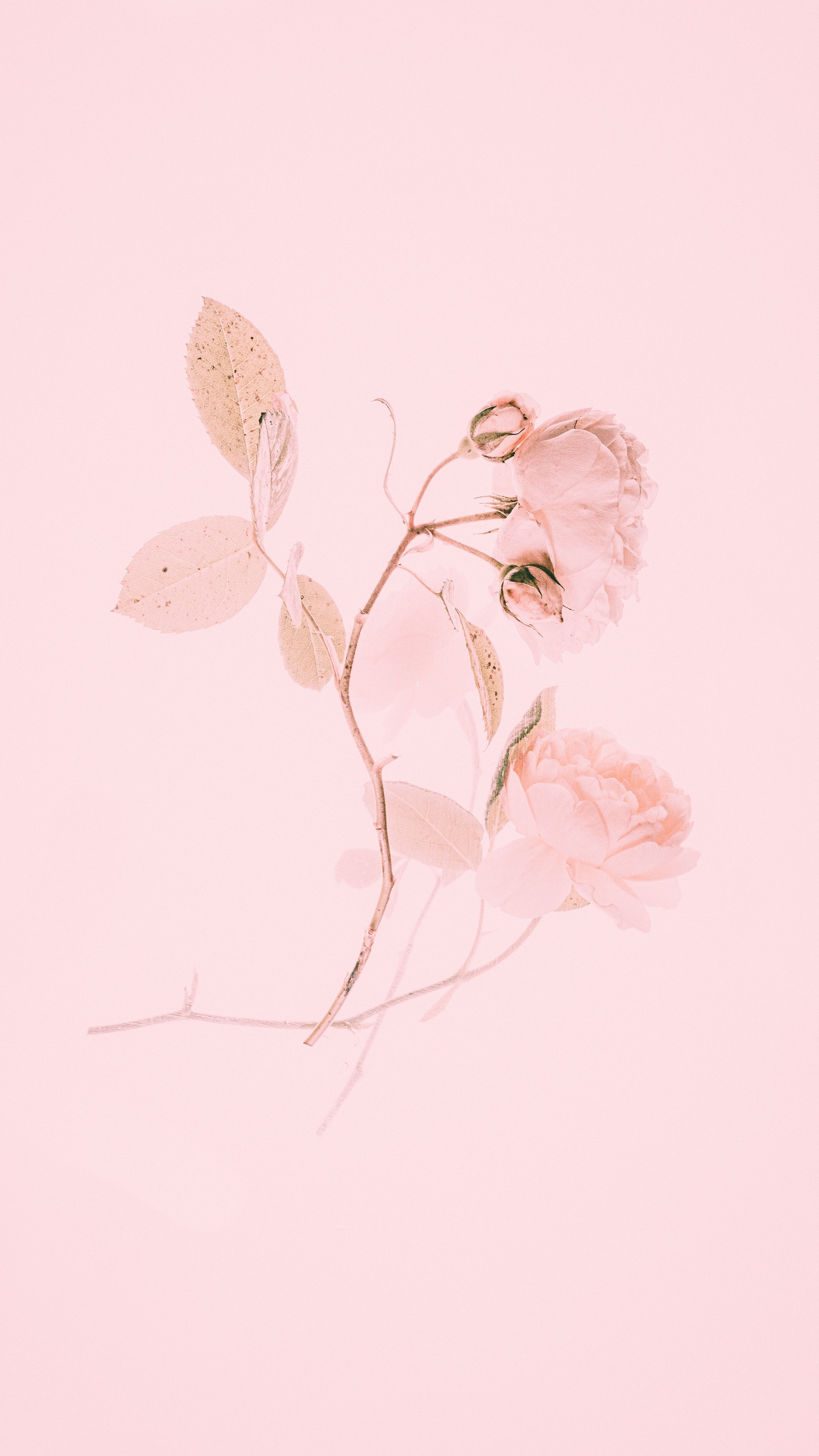 1440x2560  Обои на телефон роза, розовый, цветок, ветка, минимализм - скачать  бесплатно в высоком качестве из категории \"Минимализм\"