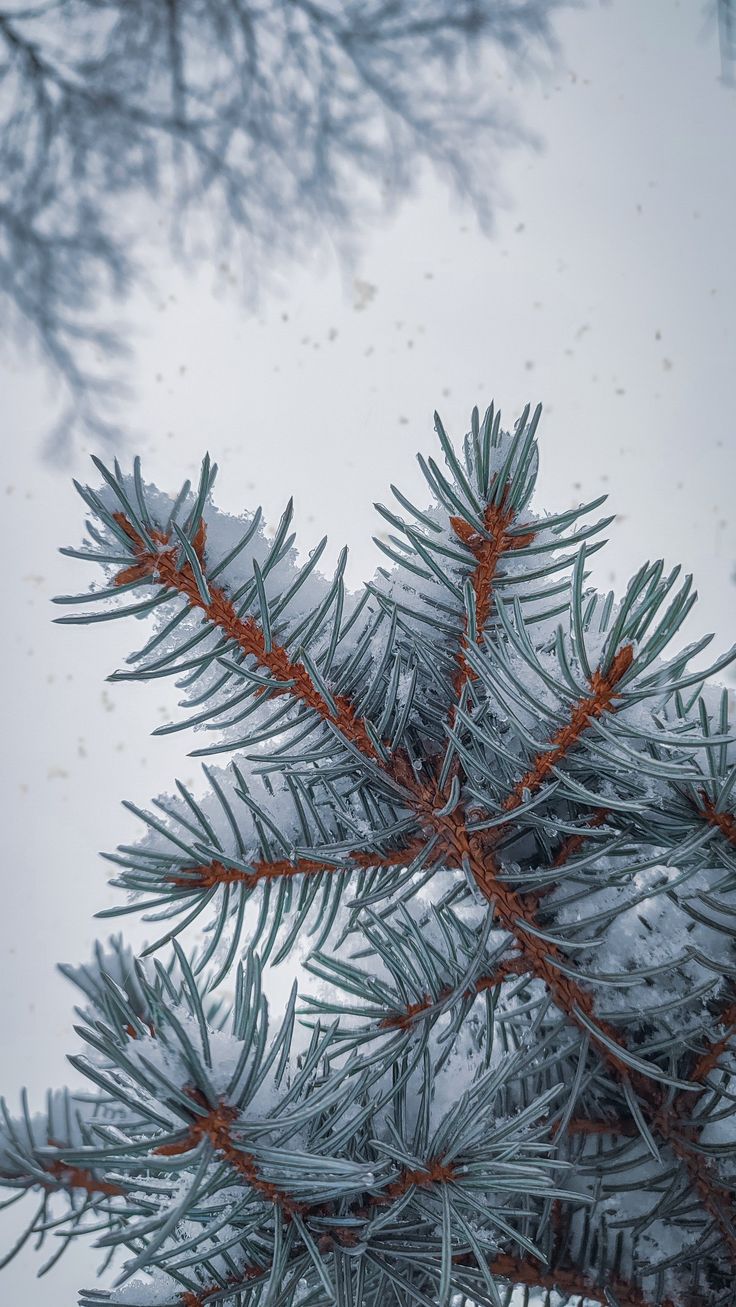 Первый снег обои на телефон