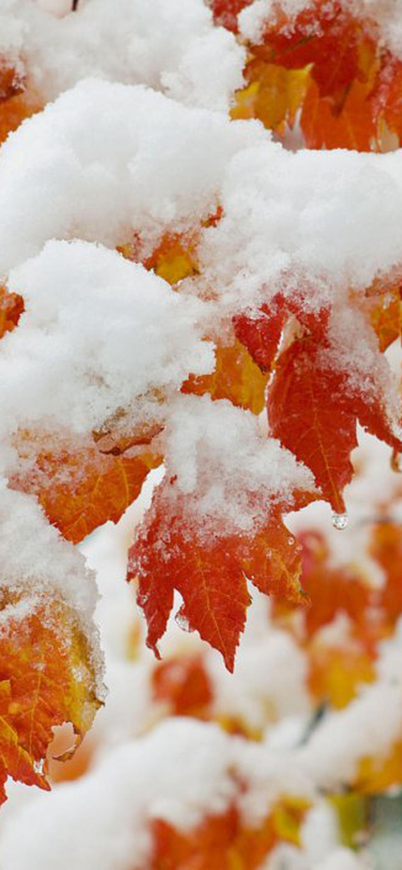 1284x2778  Первый снег обои на телефон [30+ изображений]