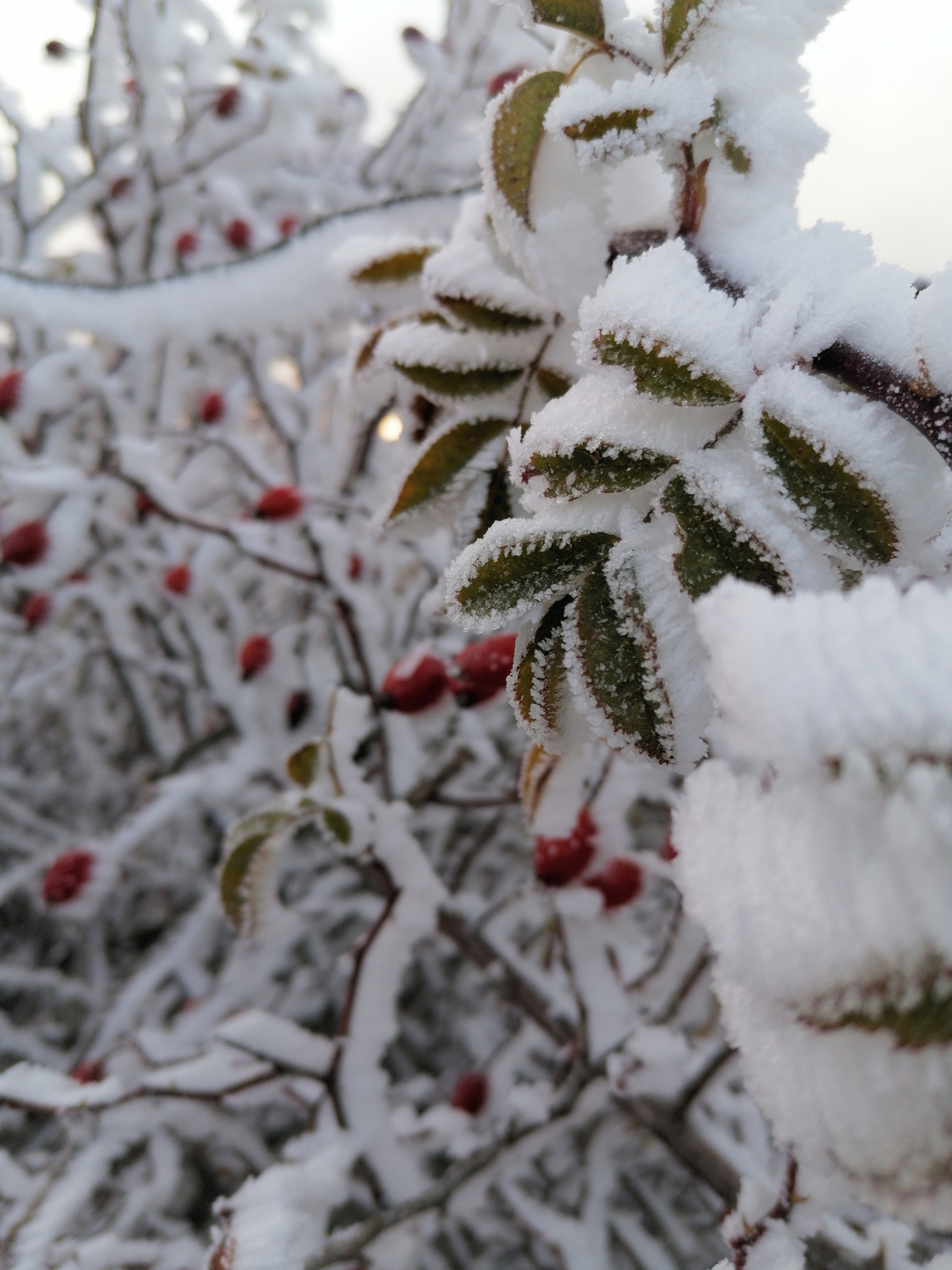 2048x2731  Зима на Чатыр-Даге | Пикабу