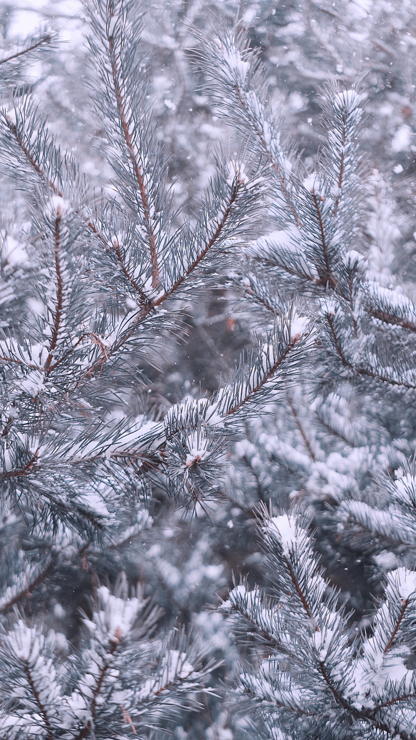 1440x2560  Обои на телефон сосна, ветки, снег, зима - скачать бесплатно в высоком  качестве из категории \"Природа\"