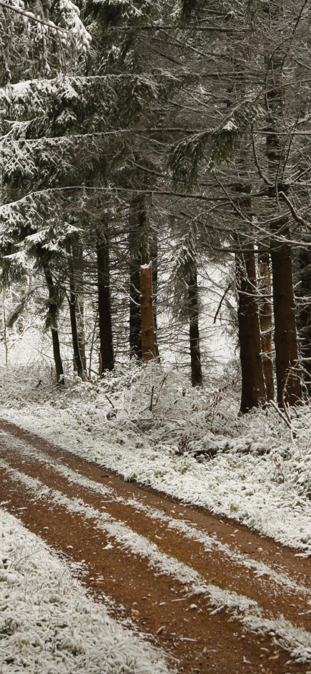 1284x2778  Первый снег обои на телефон [30+ изображений]