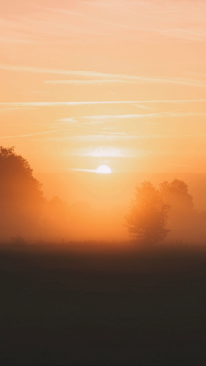 800x1420  Скачать 800x1420 рассвет, туман, утро, деревья, солнце обои, картинки  iphone se/5s/5c/5 for parallax
