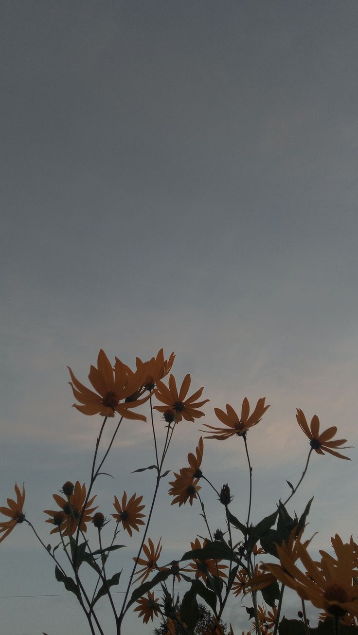 736x1305  Обои на телефон | Иллюстрации растений, Цветочные фоны, Абстрактное