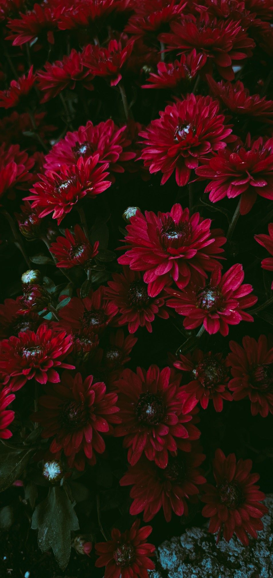954x2016  Wallpaper flowers red цветы природа обои на телефон | Цветочные фоны,  Цветочные картины, Красочные цветы