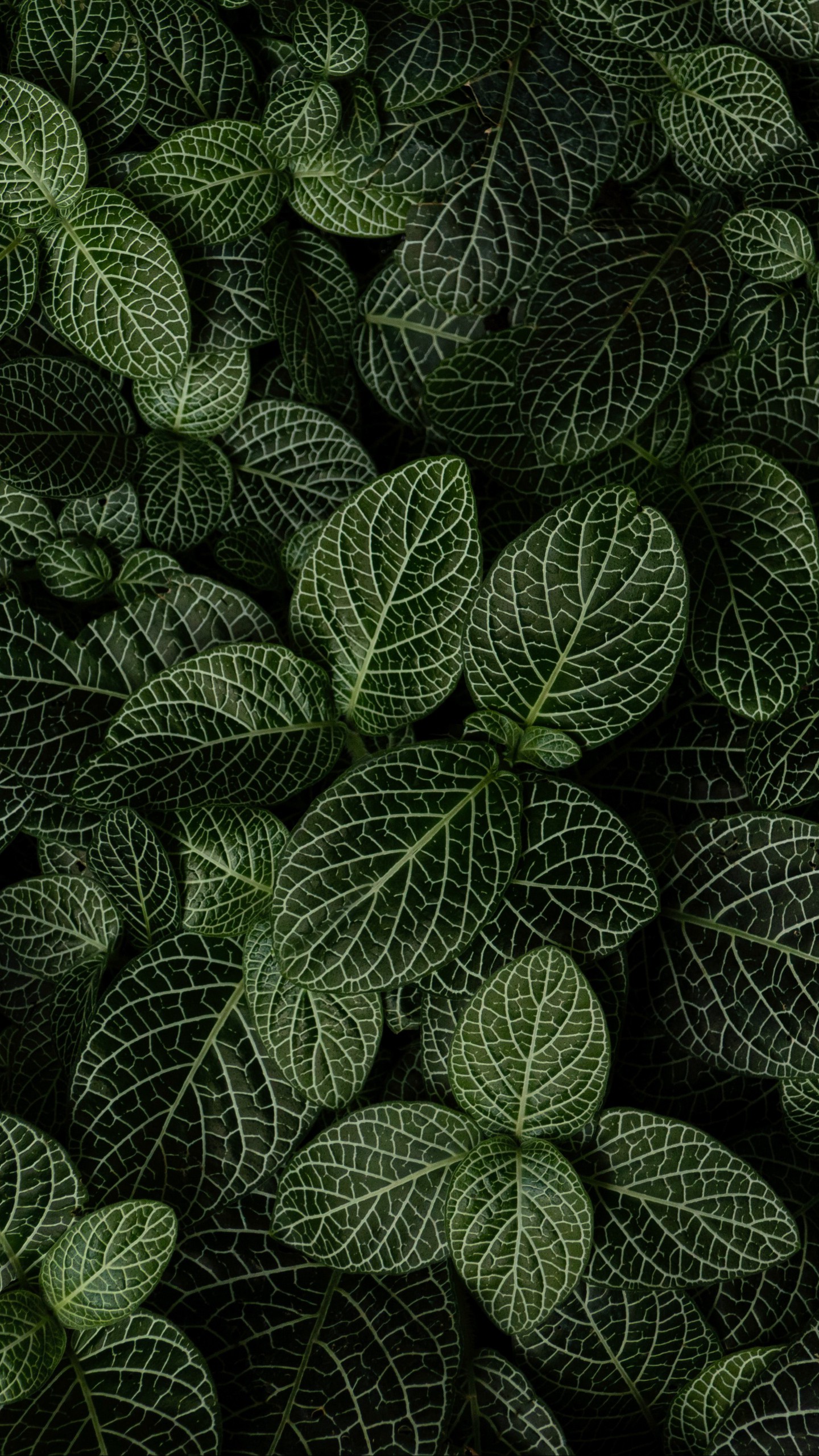 1440x2560  Обои на телефон листья, растение, вид сверху, зеленый - скачать бесплатно в  высоком качестве из категории \"Природа\"