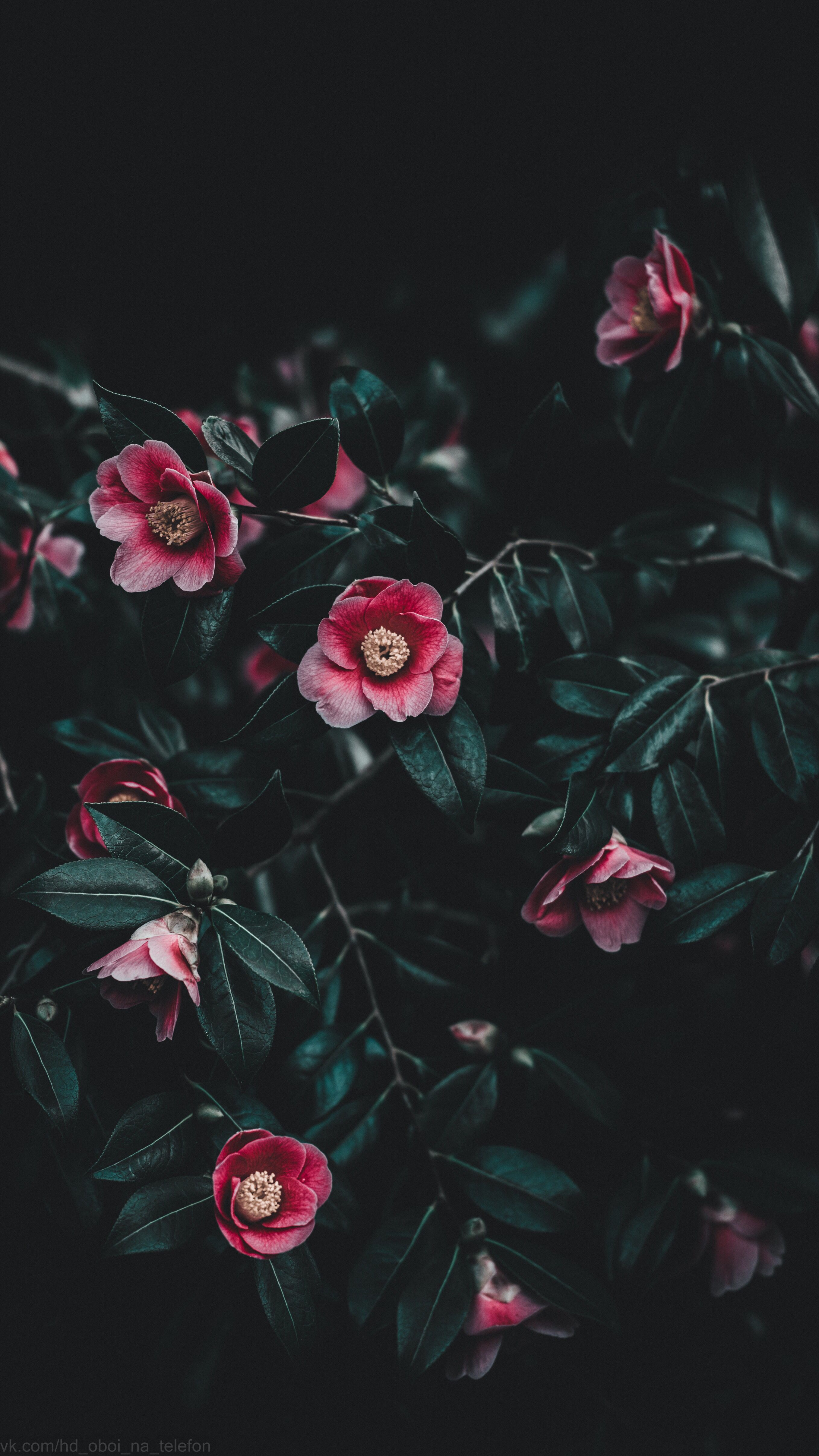 2716x4830  Flower wallpaper for phone | Hình nền hoa, Nhật ký nghệ thuật, Hình nền