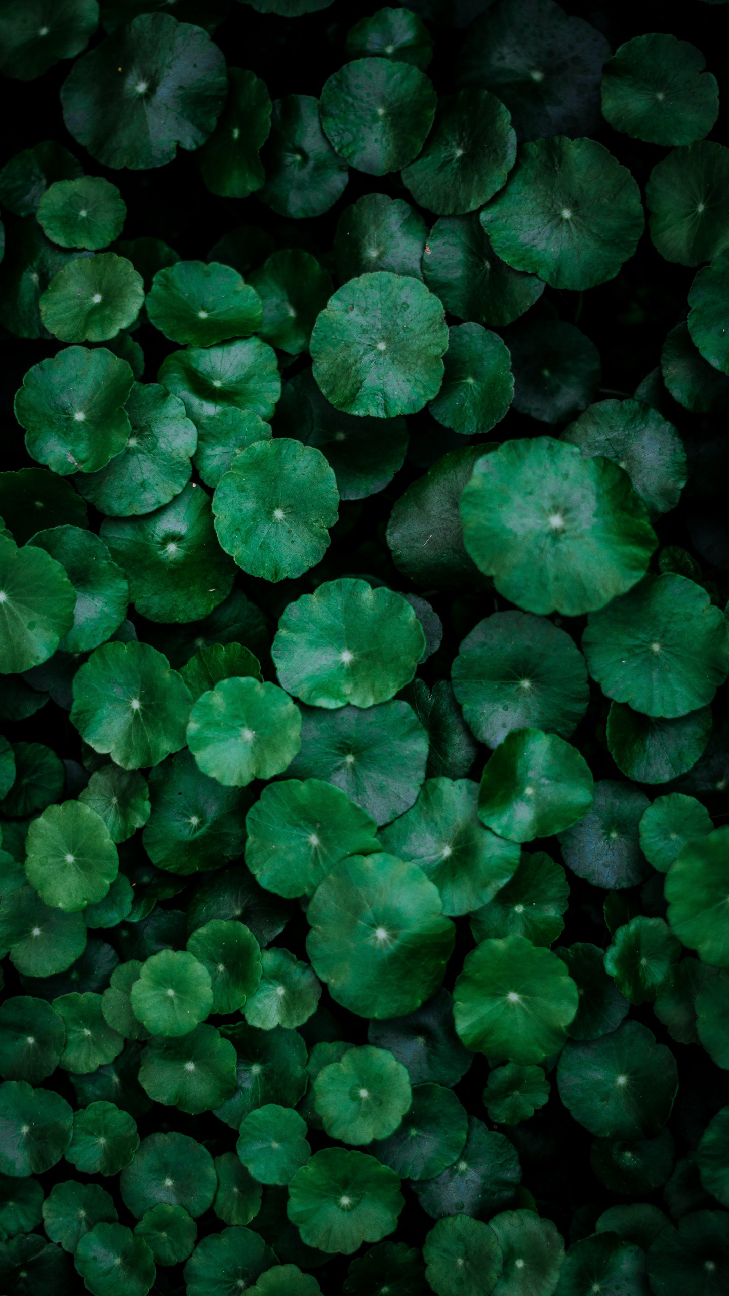 1440x2560  Обои на телефон листья, зеленый, поверхность, растения - скачать бесплатно  в высоком качестве из категории \"Природа\"