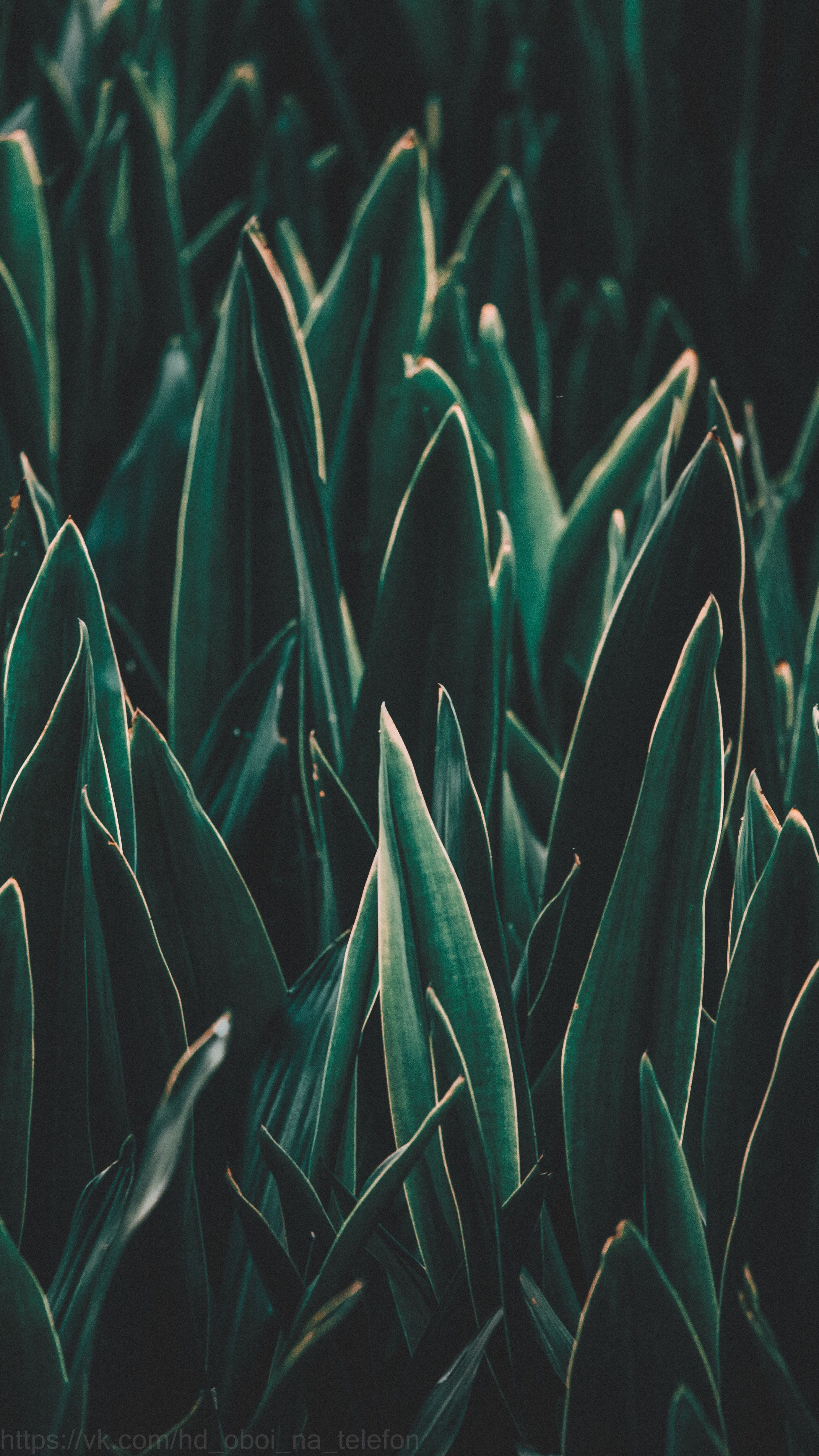 2772x4928  Green wallpaper for phone | Green wallpaper, Phone wallpaper, Plant  wallpaper