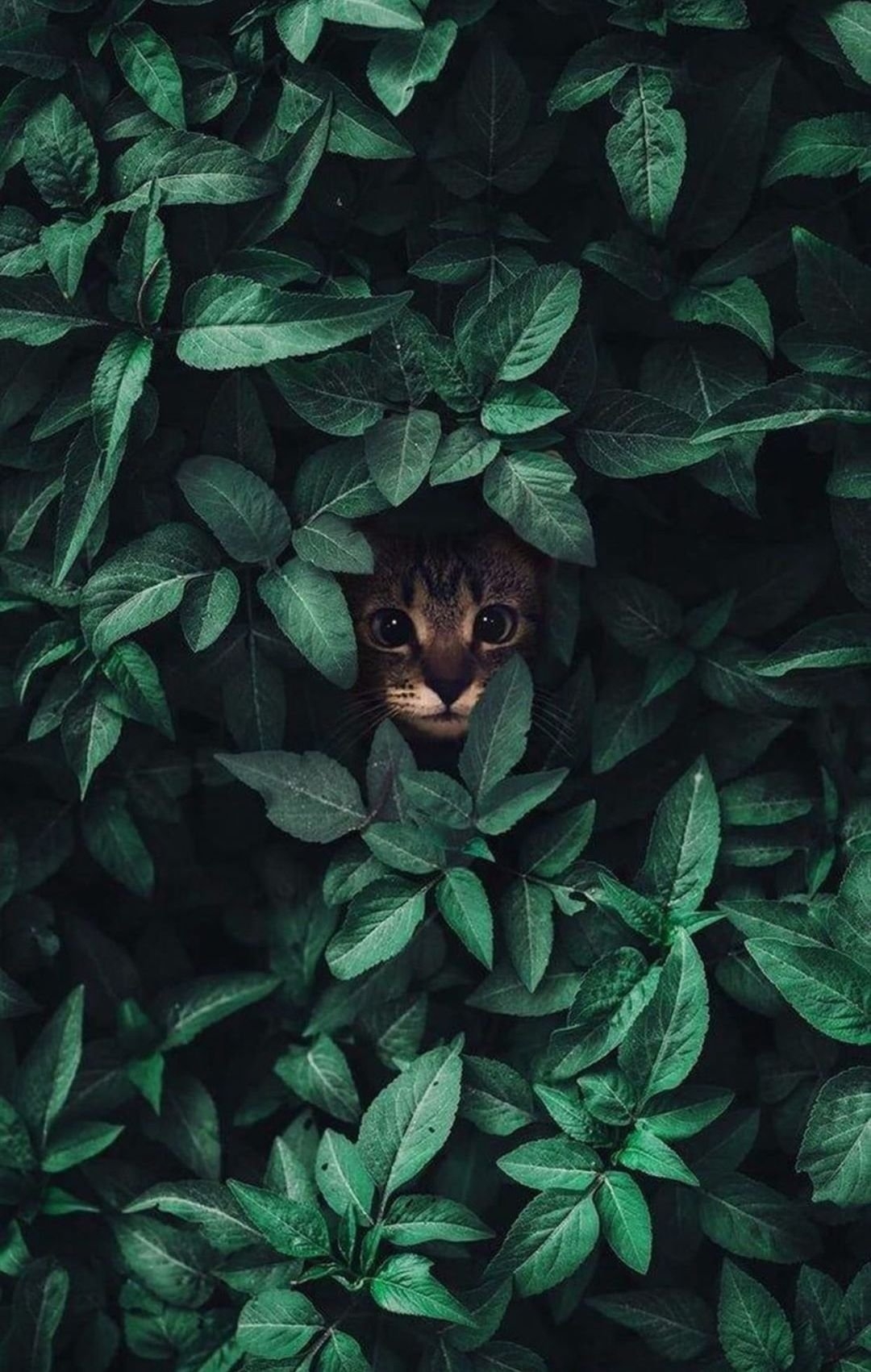 1080x1701  Обои на телефон с растениями - 63 фото