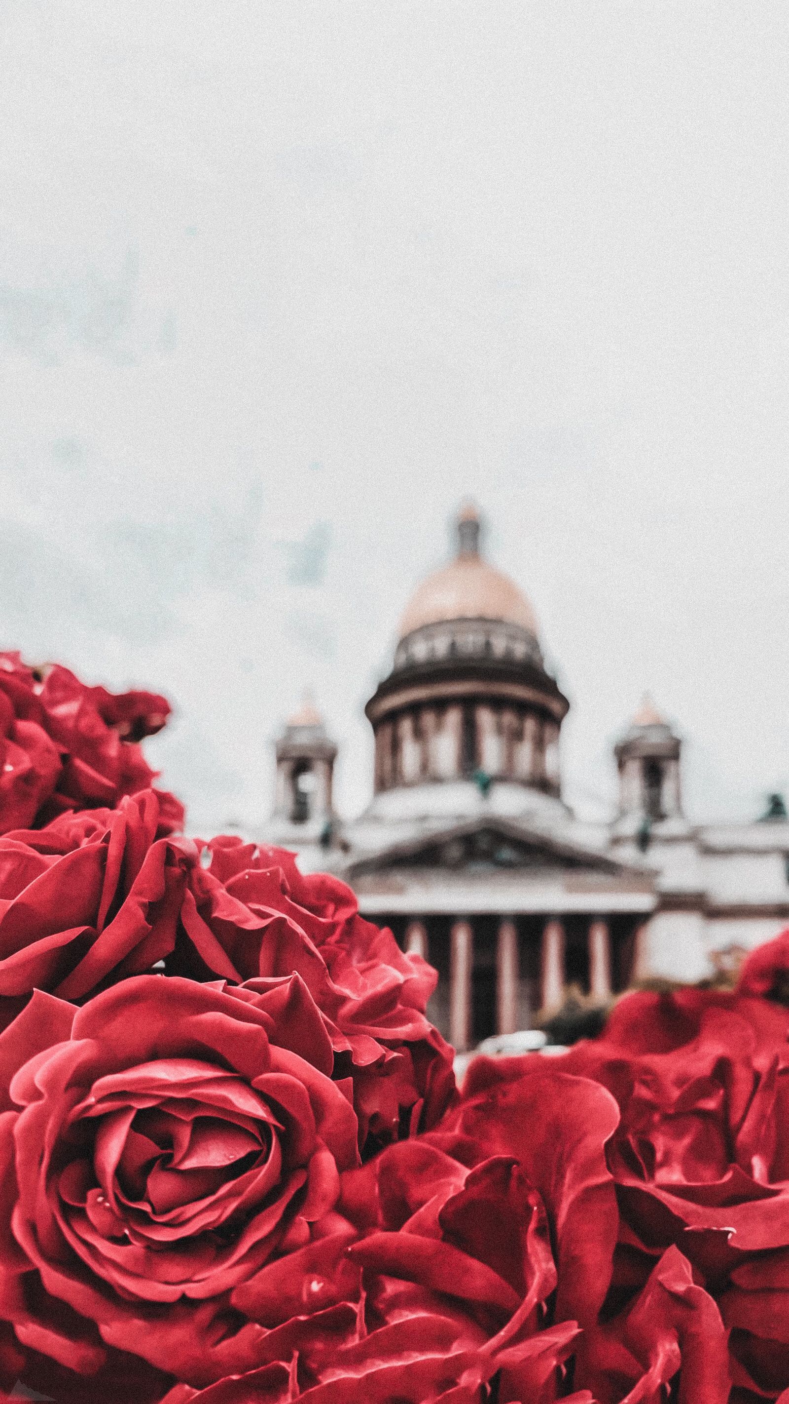 31+ Розы красные обои на телефон от kulakov.antonina