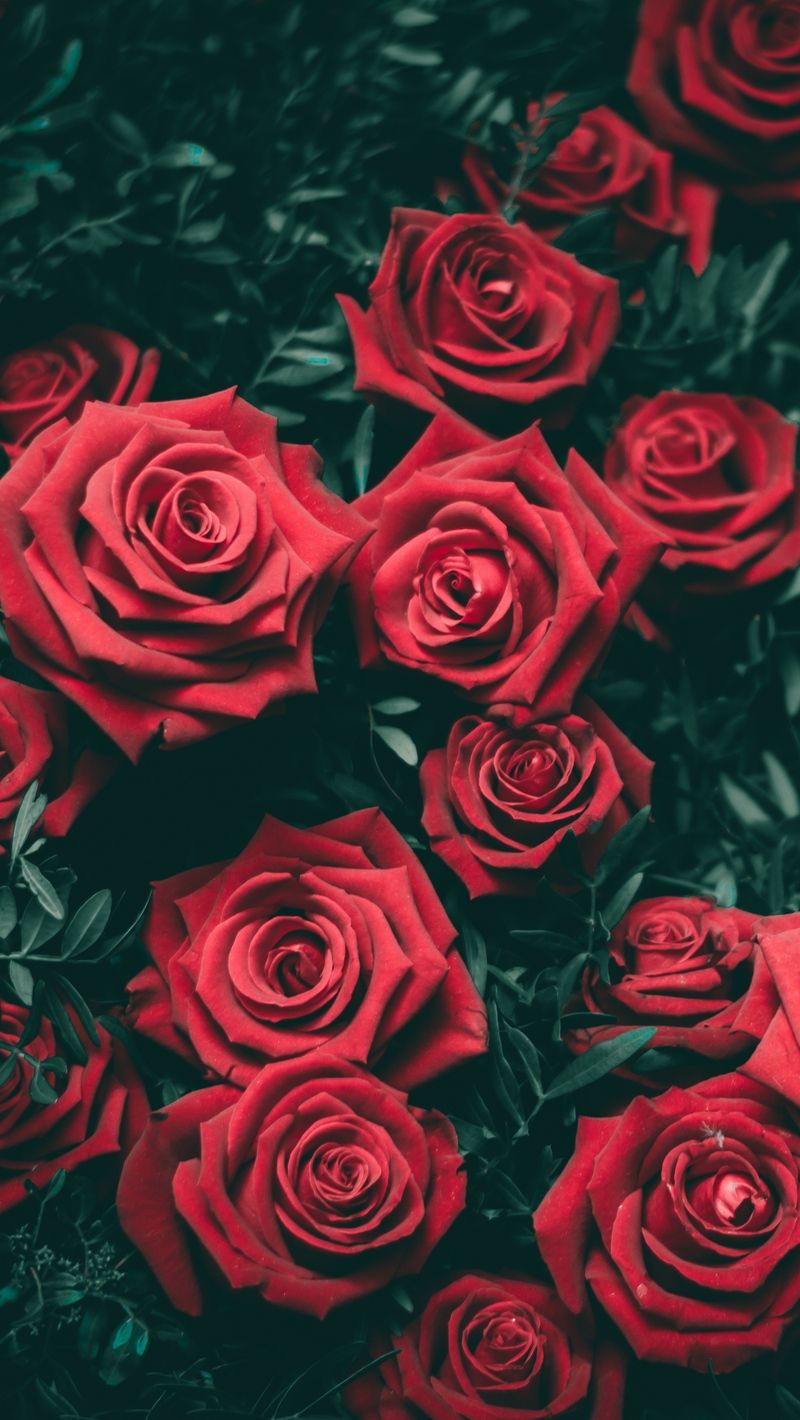 800x1420  800x1420 Обои розы, кусты, красный, бутоны | Flower iphone wallpaper, Red  roses wallpaper, Beautiful roses