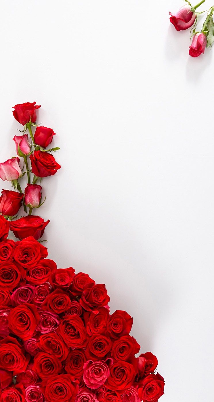 744x1392  Wallpaper iPhone ⚪ | Nature iphone wallpaper, Red roses wallpaper, Flower  wallpaper