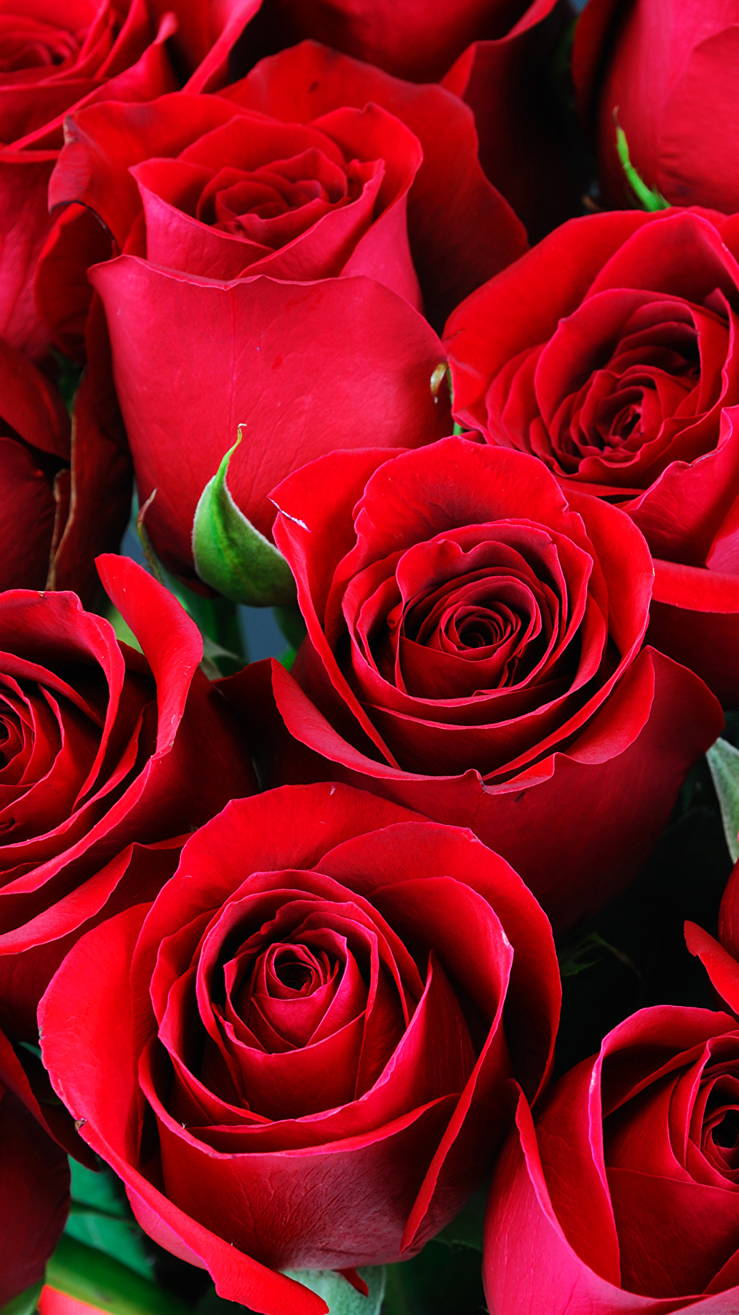 1080x1920  Photo Red Roses Flowers Closeup 1080x1920