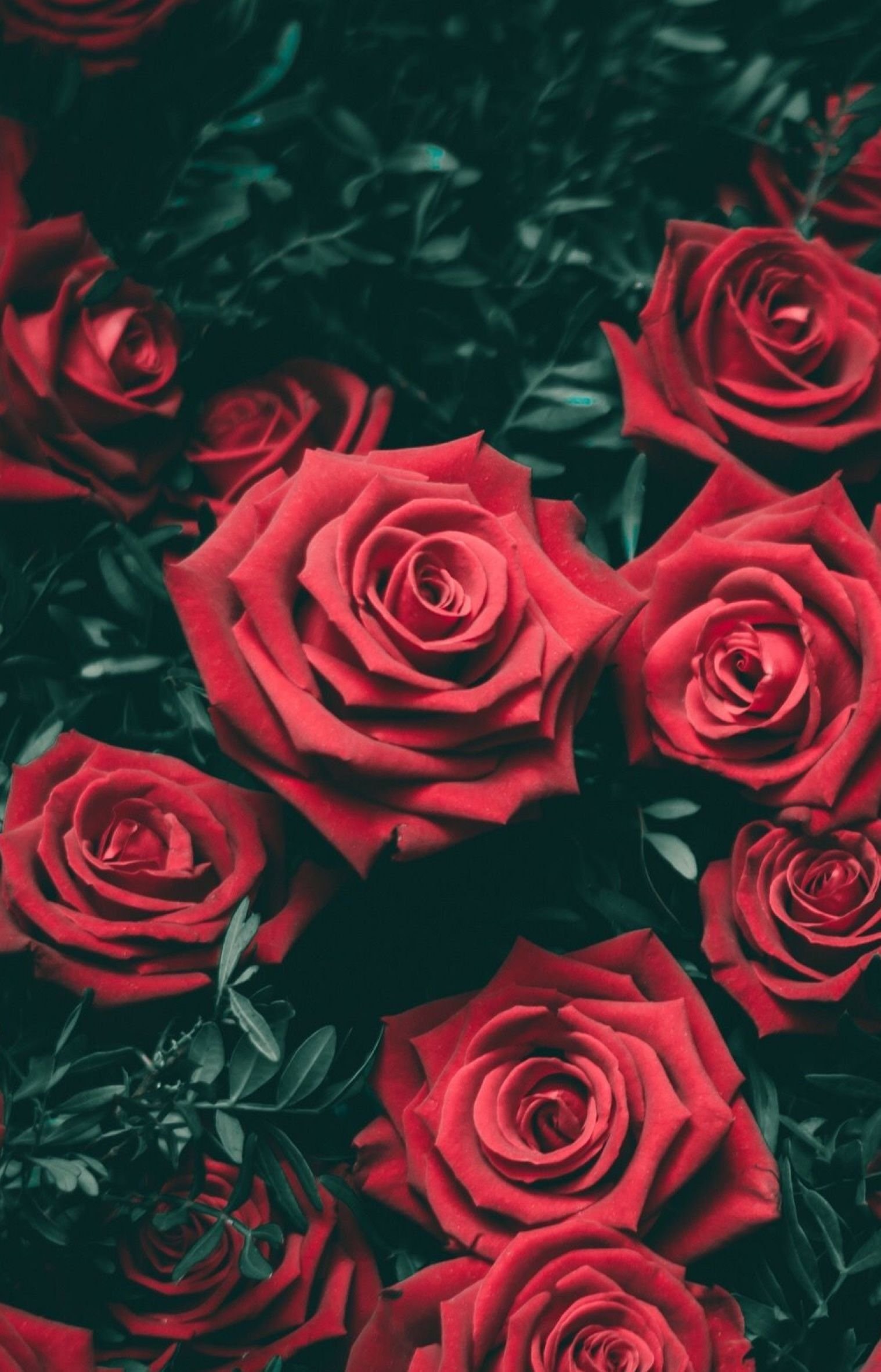 1518x2363  Картинки на телефон розы красные (59 фото) » Фоны и обои для рабочего  стола. Картинки для заставки на телефон