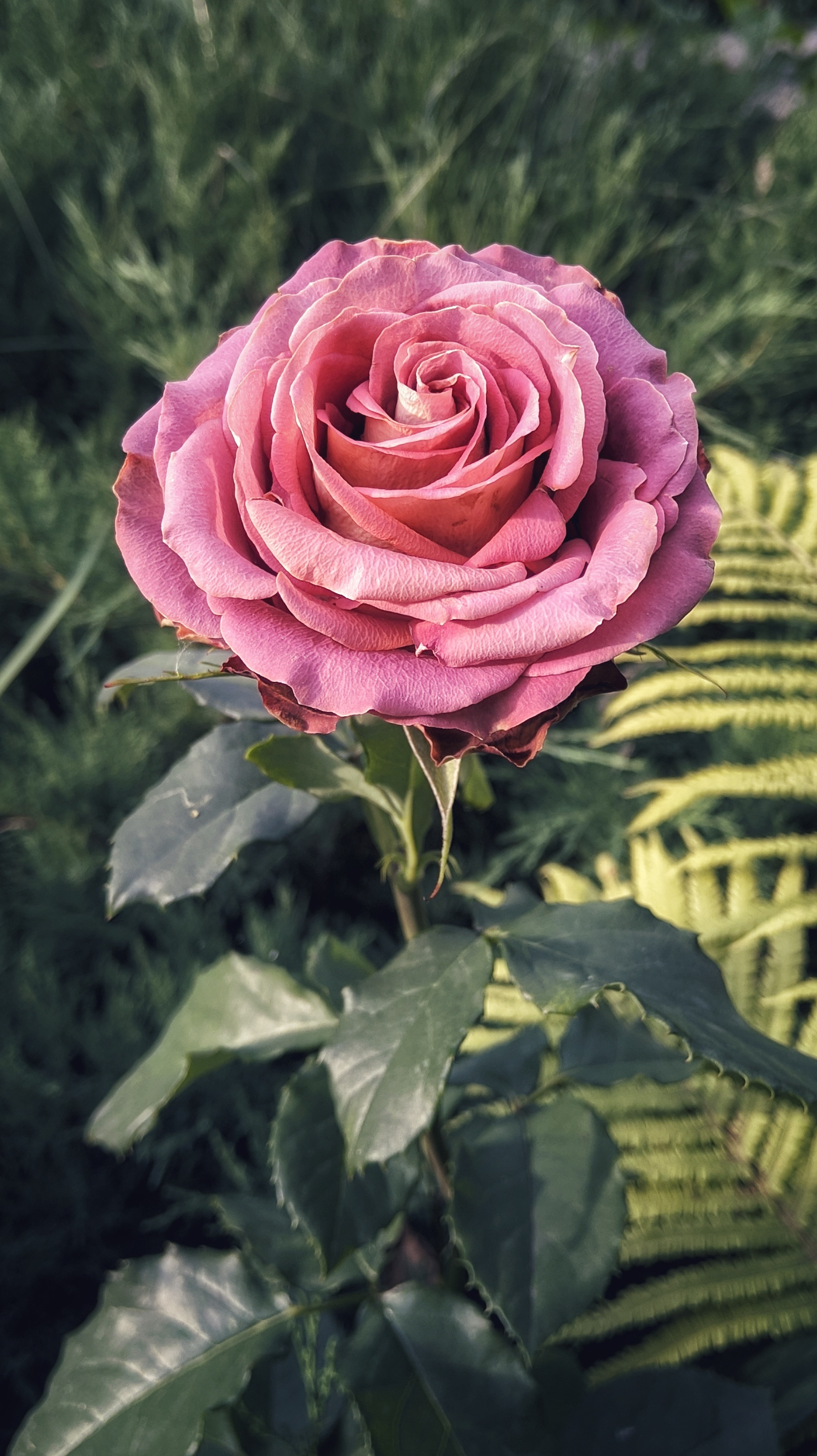 1762x3139  The Noisetier - WALLPAPERS