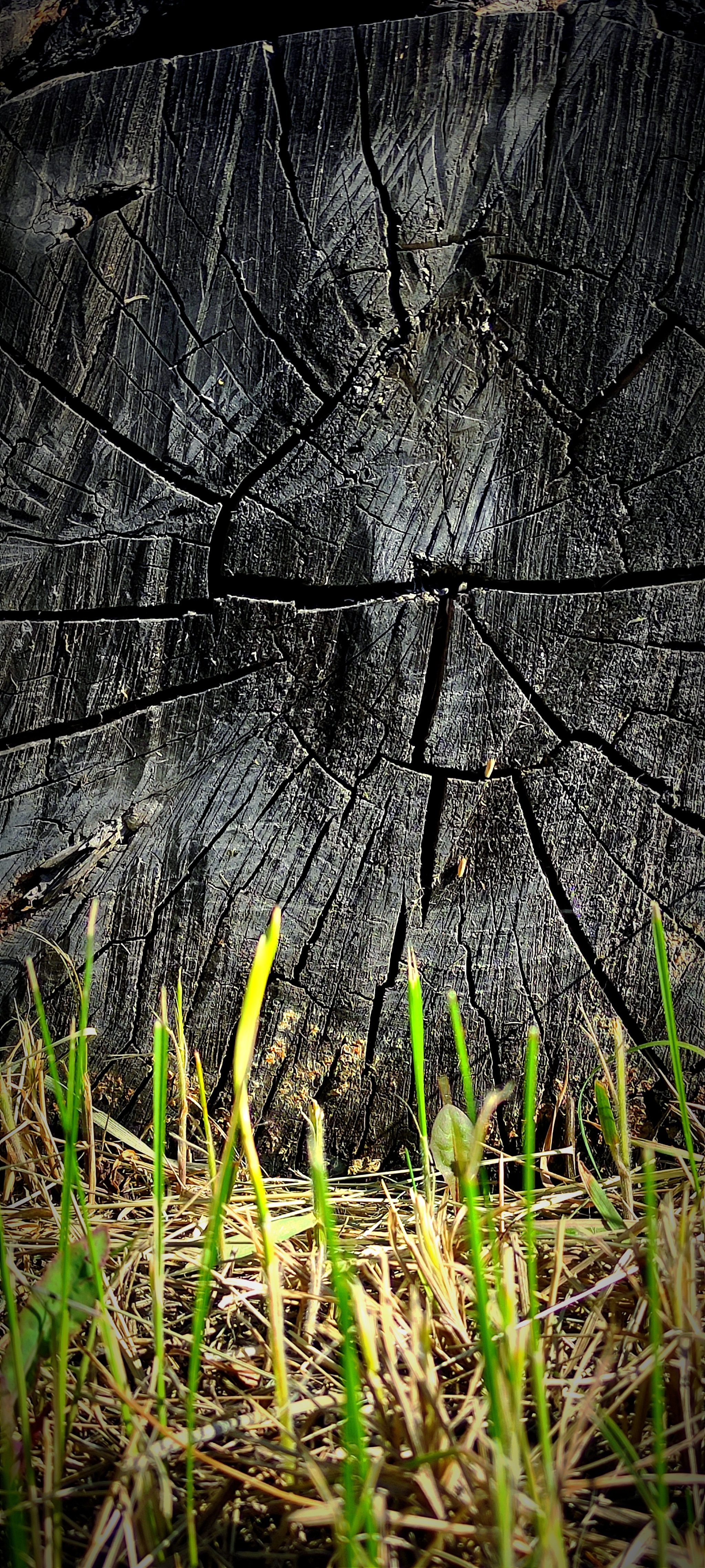 2048x4553  Текстура пня | Пикабу