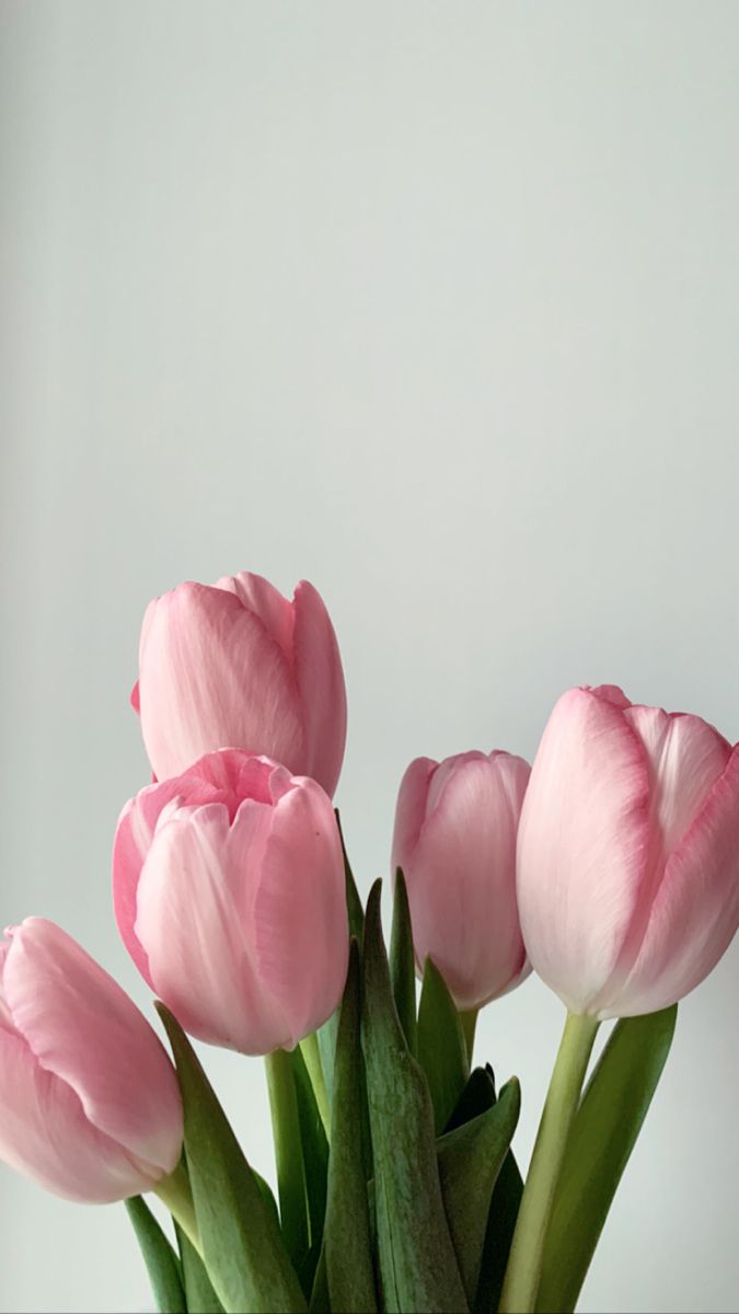 675x1200  Тюльпаны | Flower background wallpaper, Flower wallpaper, Tulips art