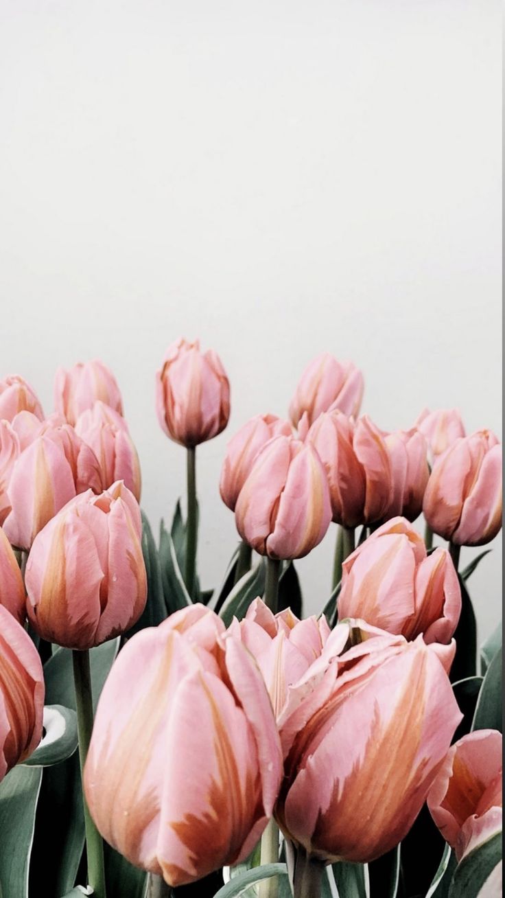 736x1308  Тюльпаны | Flowers, Flower wallpaper, Tulips in vase