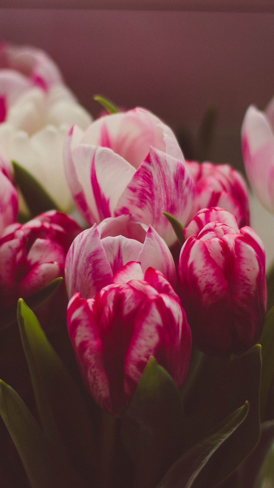 938x1668  Скачать 938x1668 тюльпаны, букет, нежность обои, картинки iphone 8/7/6s/6  for parallax