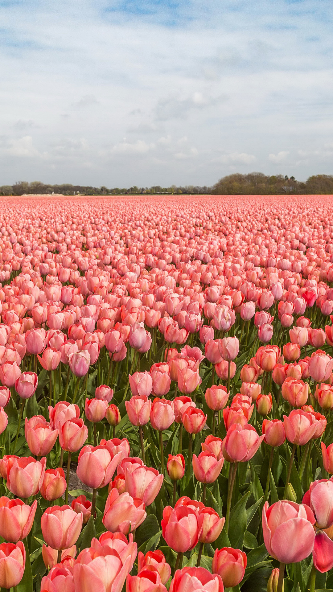 1080x1920  Фото голландия тюльпан розовых Поля цветок Много 1080x1920