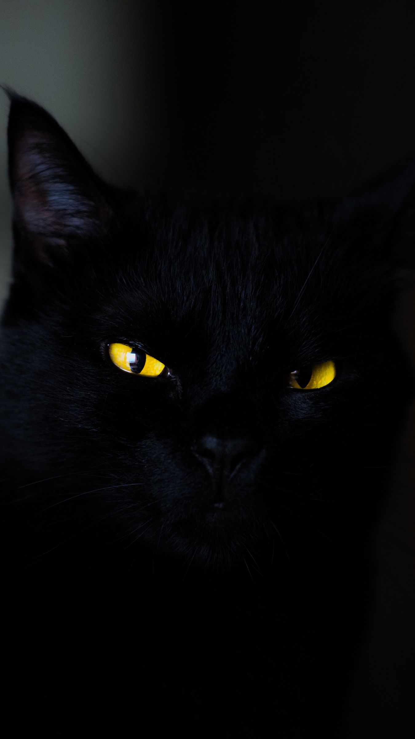 1350x2400  Скачать 1350x2400 кот, глаза, черный обои, картинки iphone 8+/7+/6s+/6+ for  parallax