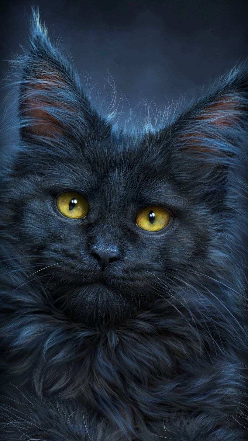 816x1450  Обои Телефон | Cute cats and dogs, Cat breeds, Beautiful cats