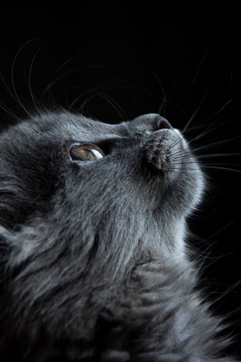 800x1200  Скачать 800x1200 кот, морда, профиль, черный фон обои, картинки iphone 4s/4  for parallax