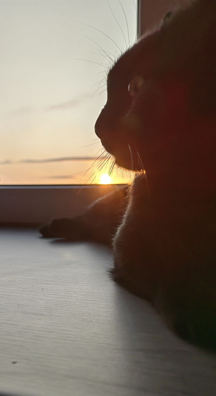 736x1347  Обои на телефон черный кот в 2023 г | Графические обои, Обои, Кот