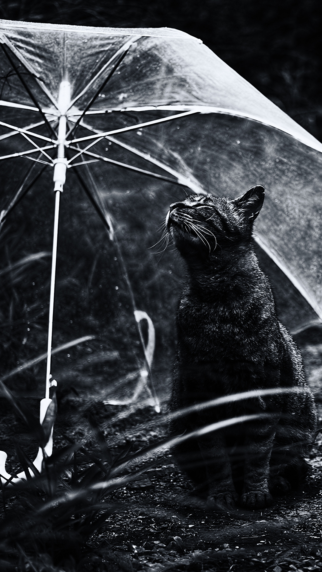 1080x1920  Обои для рабочего стола коты Черный Зонт животное 1080x1920