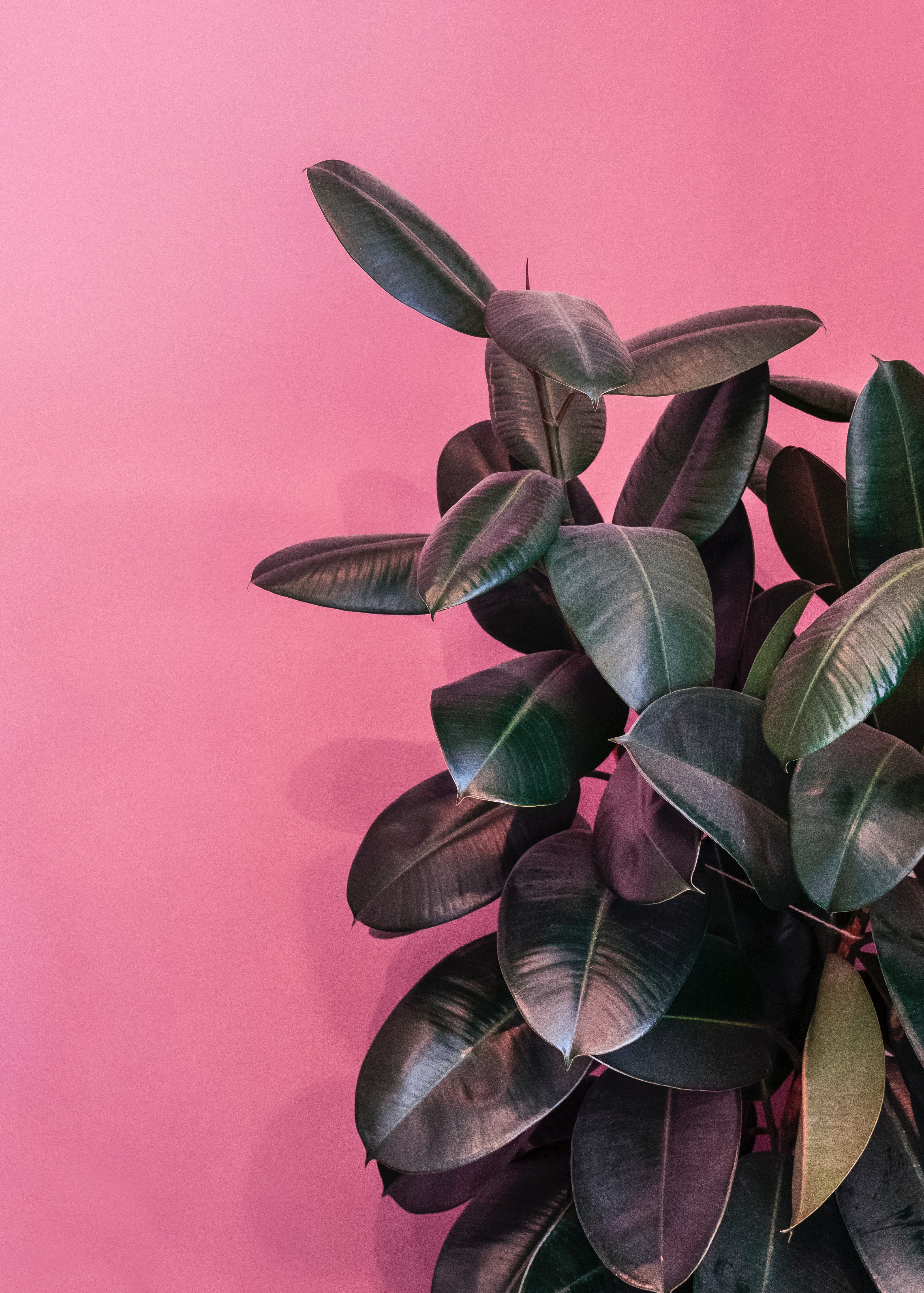 3264x4567  Глянцевые обои на телефон - 71 фото