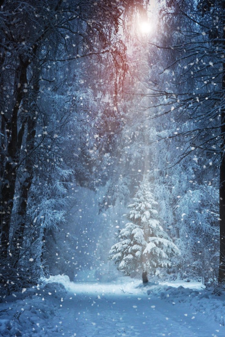 736x1103  Заставки для iPhone/ Winter Wallpaper | Зимние картинки, Картинки  подсолнечника, Фоновые рисунки
