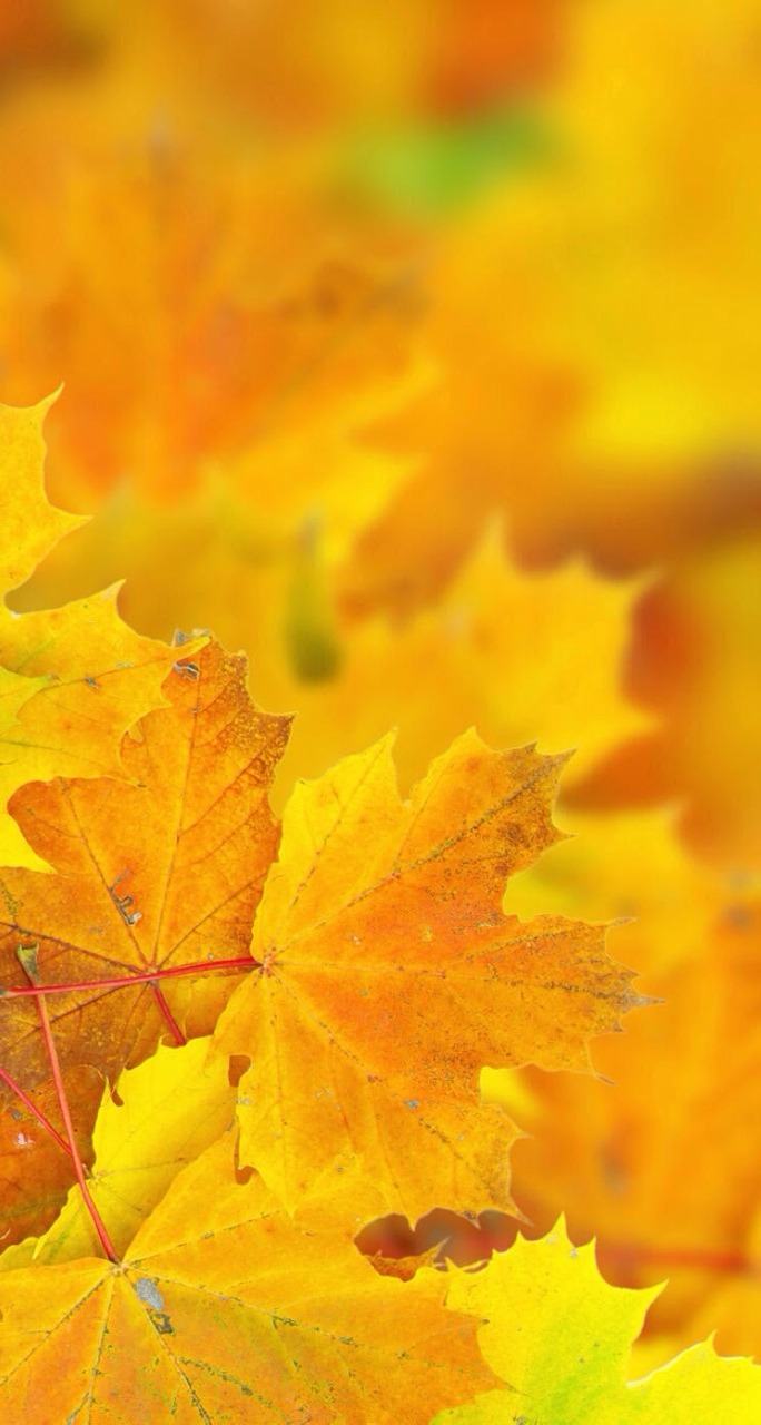 684x1280  Желтые обои на телефон (51 фото)