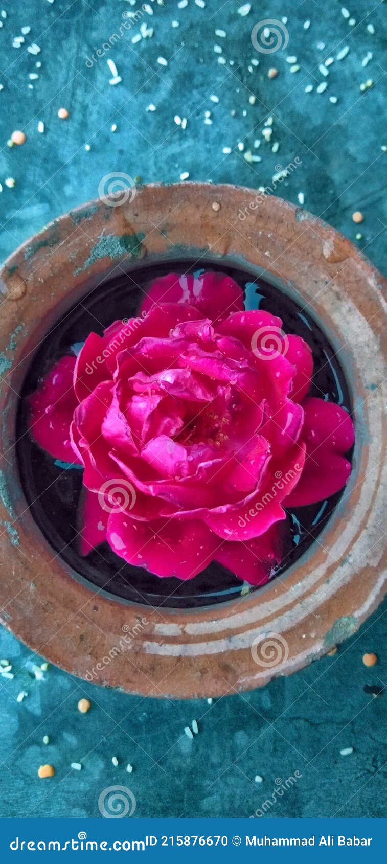 757x1690  этот красивый красный роза мобильный телефон обои Стоковое Фото -  изображение насчитывающей красно, передвижно: 215876670