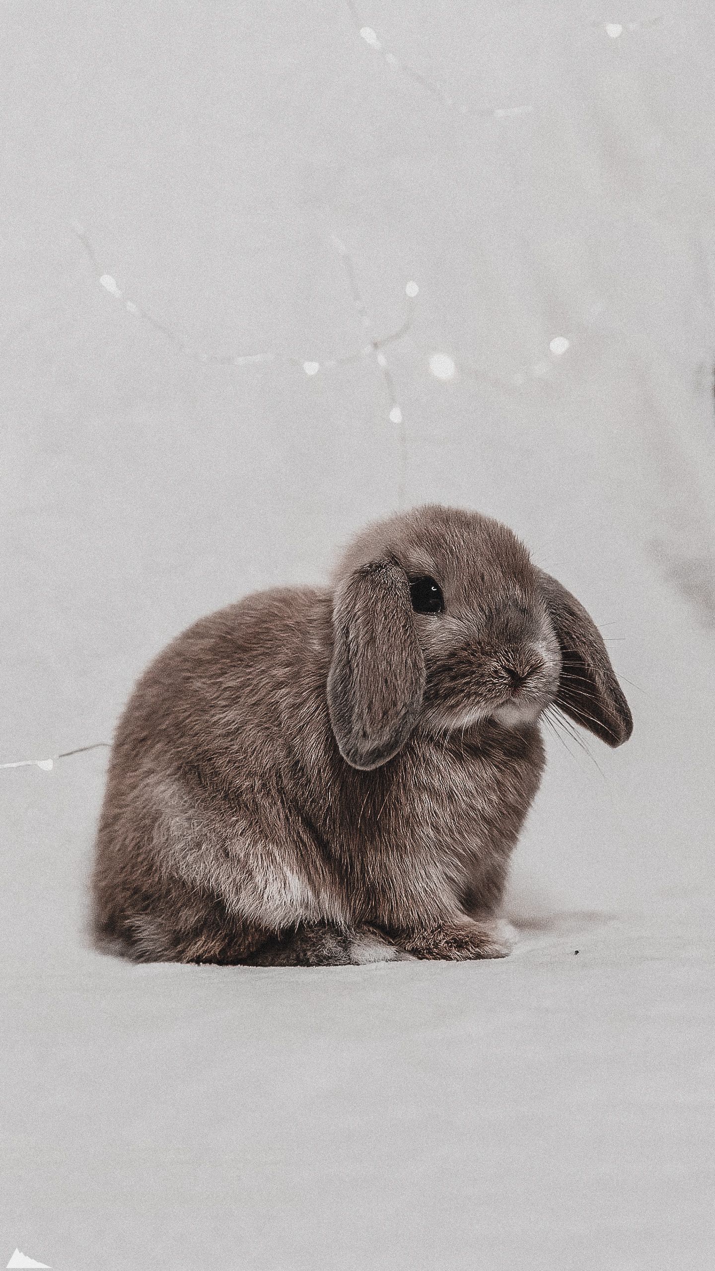 1440x2560  Обои для телефона в HD качестве | Домашние кролики, Кролик, Детеныши  животных