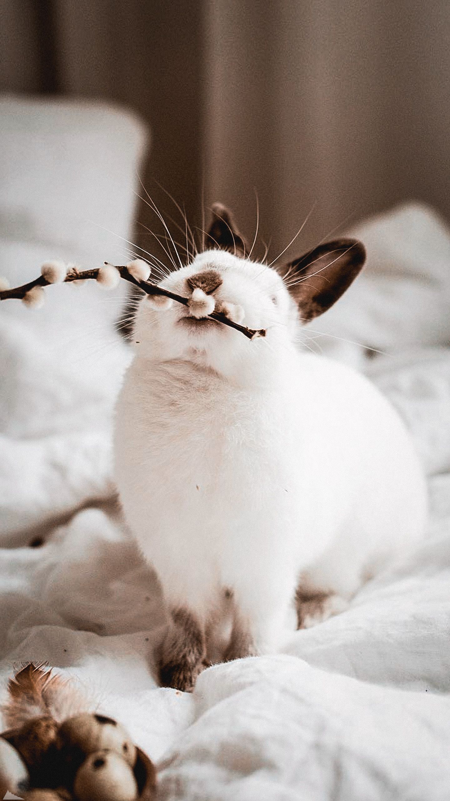 1440x2560  Обои для телефона в HD качестве | Детеныши животных, Милые котики,  Фотографии животных